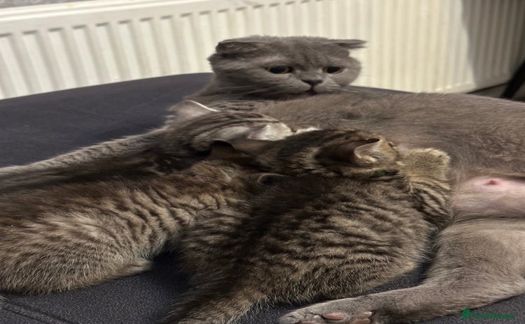 Scottish Fold cats - Advert 9