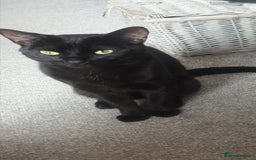 British Longhair cats for sale: Male and female cats free  - Image 1