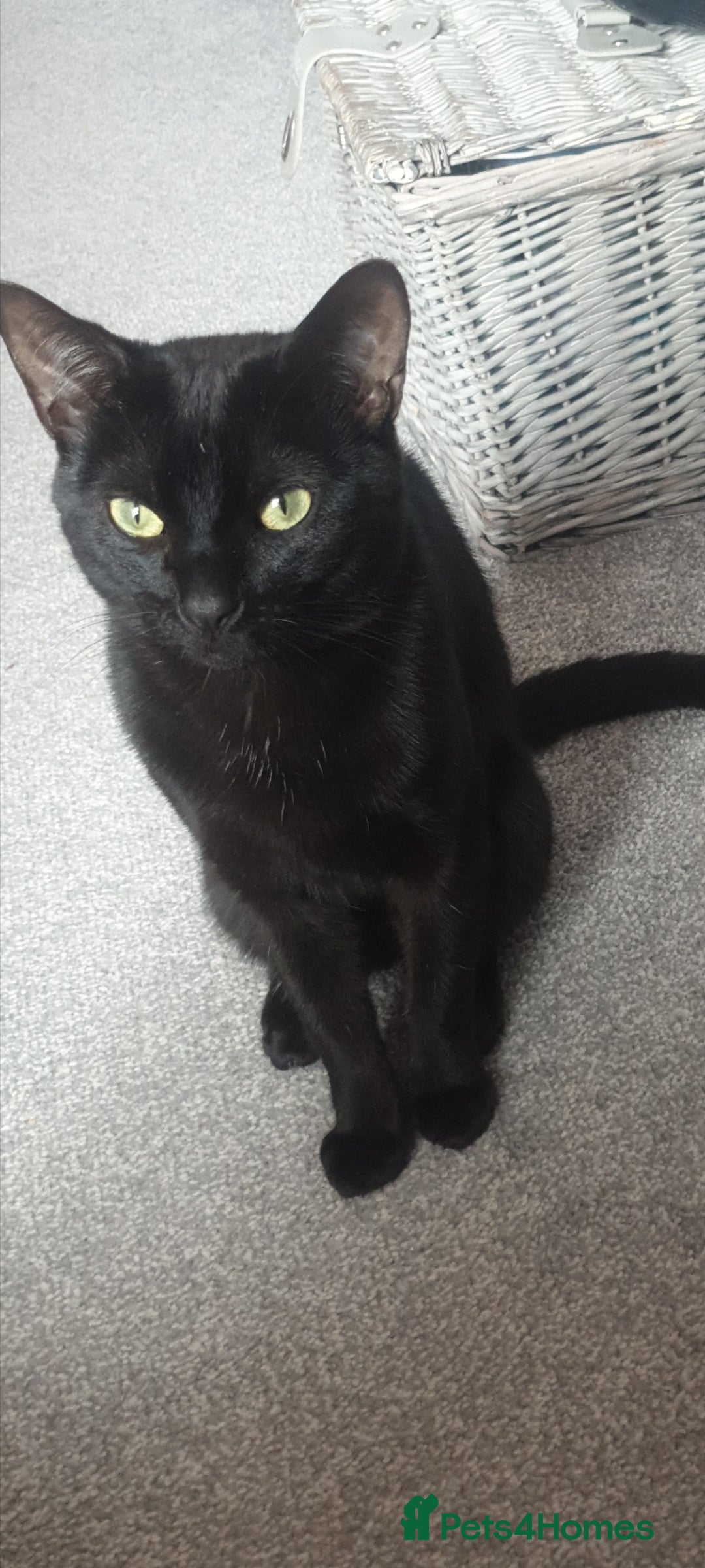 British Longhair cats for sale: Male and female cats free  - Image 1