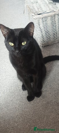 British Longhair cats - Advert 1