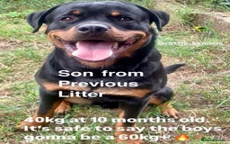 Rottweiler dogs for sale: 🏆(Kc)Champion bloodline Rottweiler puppies. - Image 20