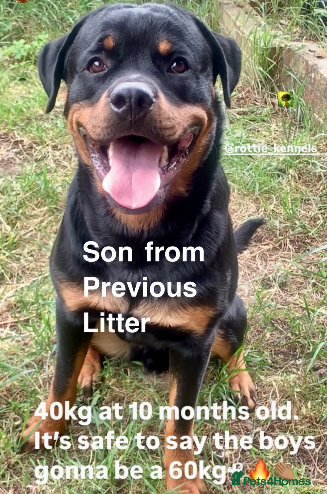 Rottweiler dogs for sale: 🏆(Kc)Champion bloodline Rottweiler puppies. - Image 20
