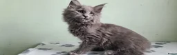 Maine Coon cats for sale: Maine coon kittens registered with GCCF - Advert 13