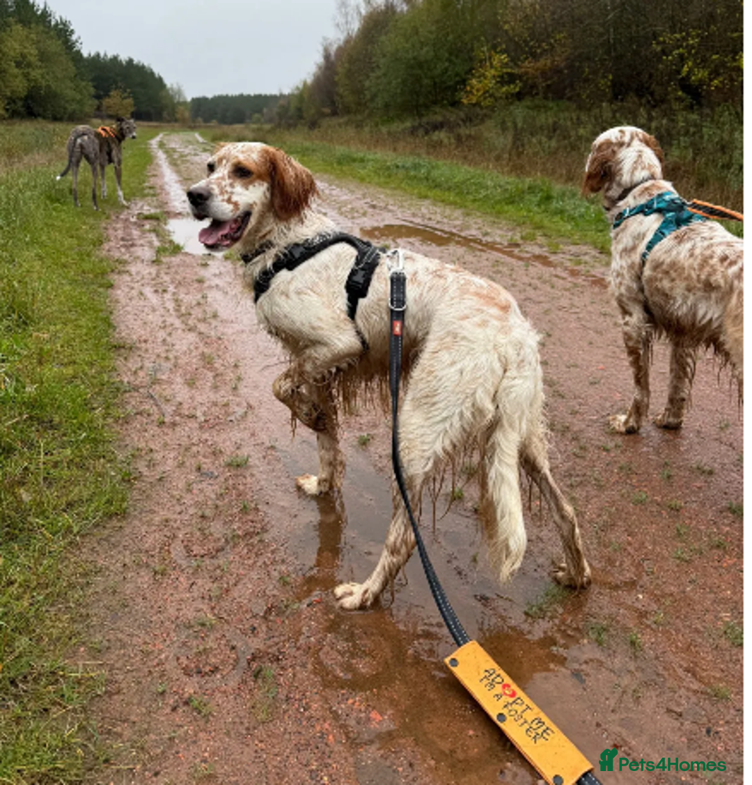 English Setter dogs for adoption: Dil (Formerly Dul)   in Blaydon-on-Tyne - Advert 14