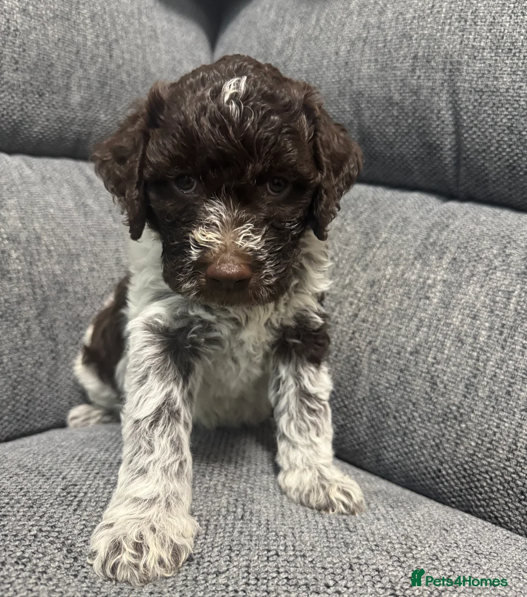 Lagotto Romagnolo dogs for sale: Lagotto Romanoglo pups - Advert 2