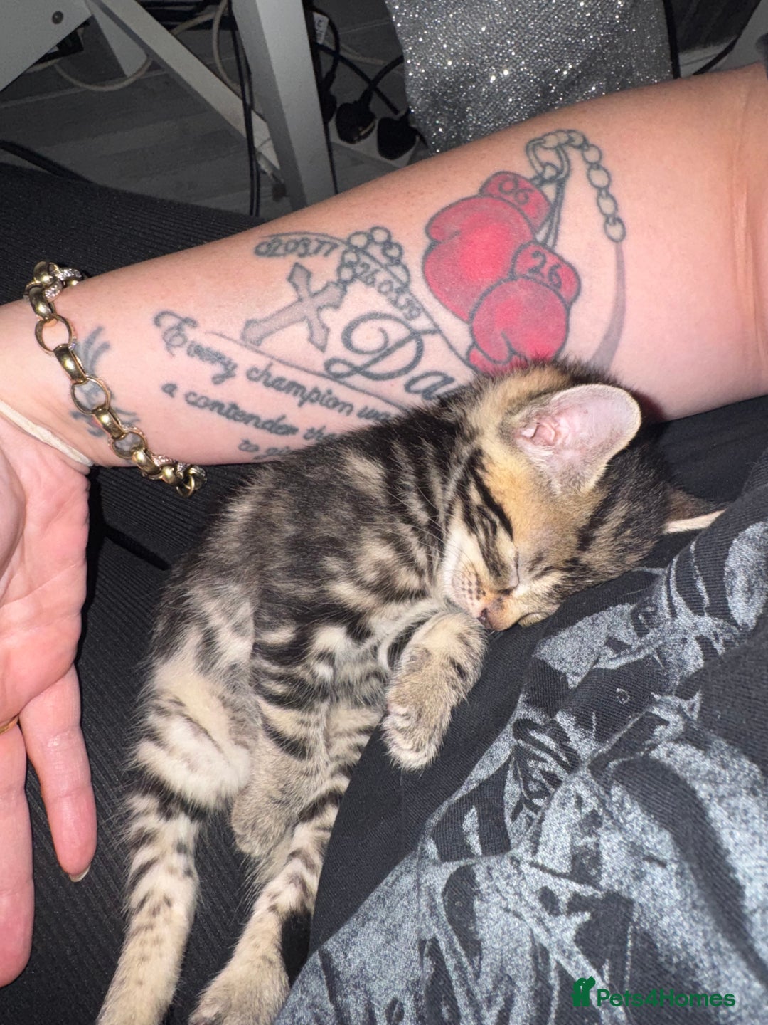 Mixed Breed cats for sale: Beautiful kittens 💗 - Image 10