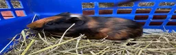 Guinea Pig rodents for sale: Guinea pigs - Advert 2