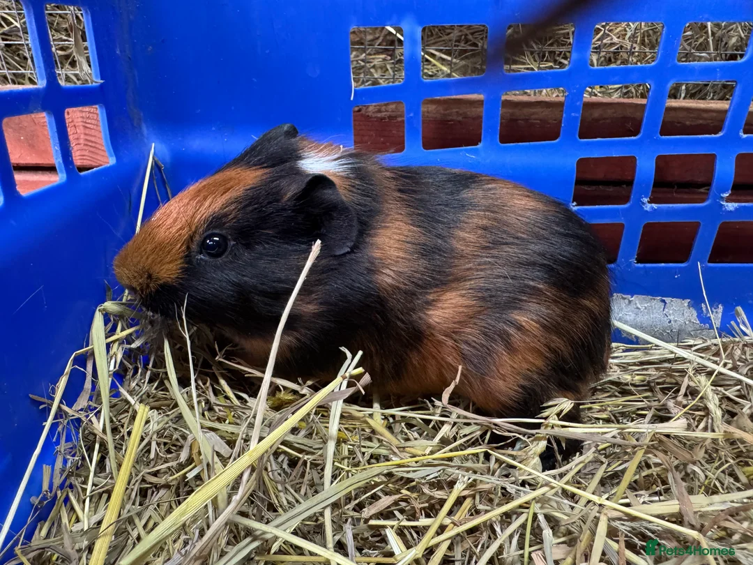 Guinea Pig rodents for sale: Guinea pigs - Advert 2