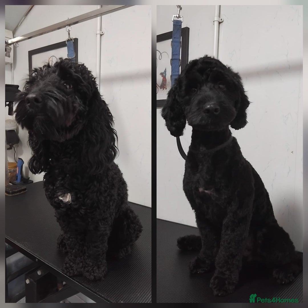 Cockapoo dogs for sale: Cockapoo+Show Cocker for REHOME - Advert 4