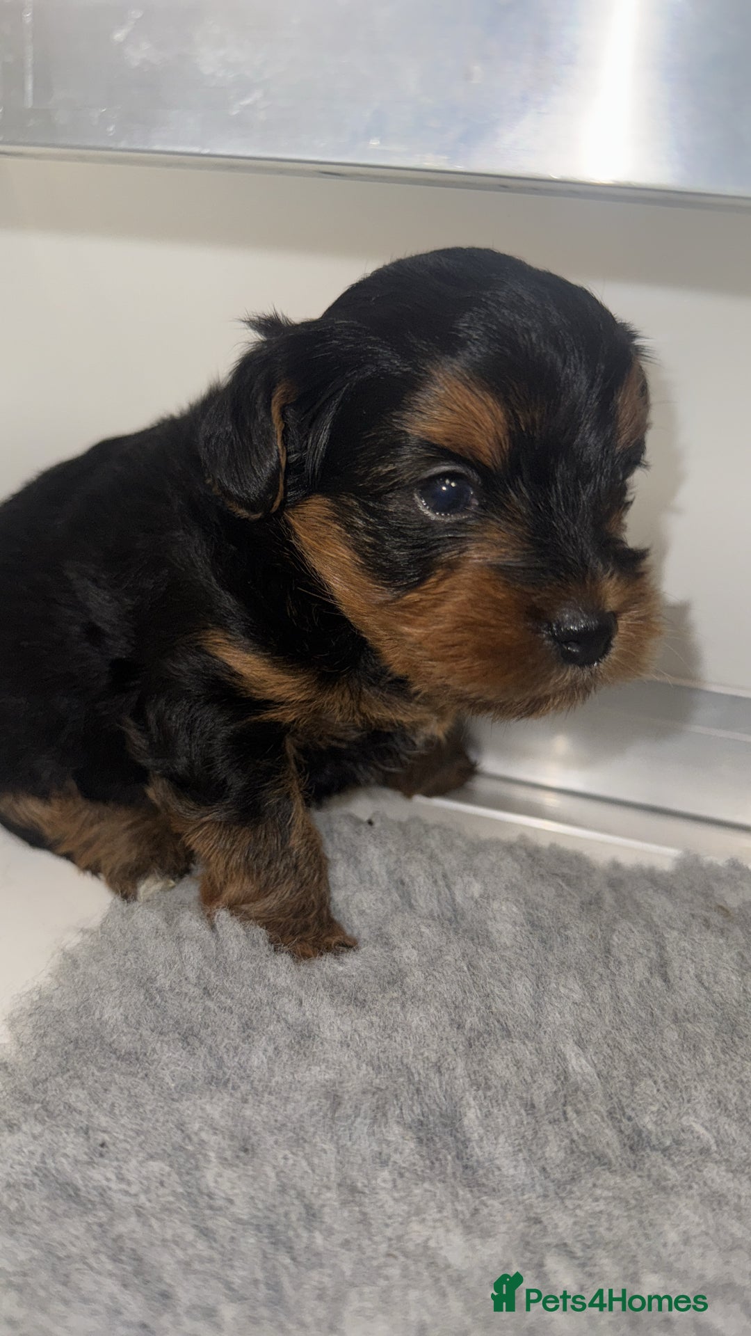 Yorkiepoo dogs for sale: Adorable yorkiepoo puppies ❤️ - Image 15