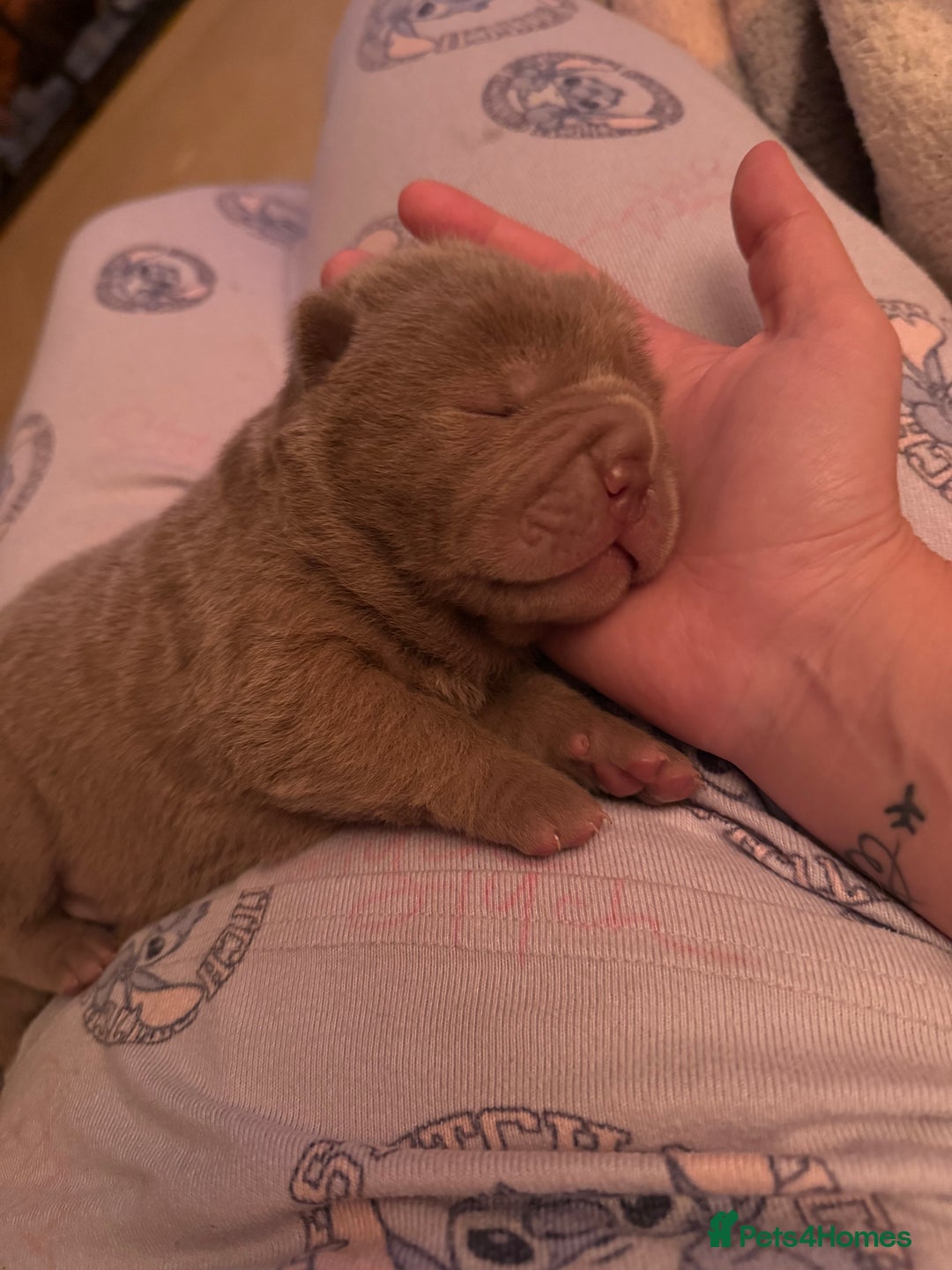 Shar Pei dogs for sale: 3 beautiful shar Pei puppy’s  - Image 6
