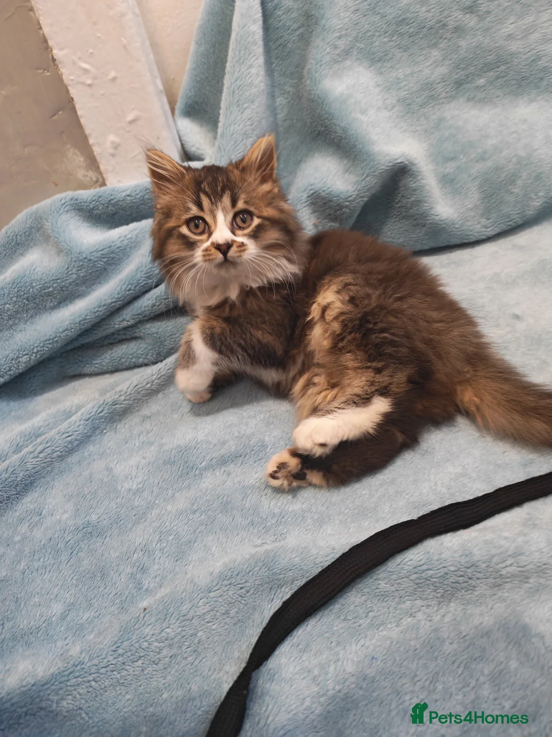 Mixed Breed cats for sale: Sccotis flod & Fluffy kittens VIDEOS - Advert 35