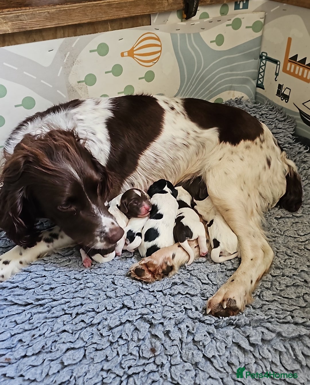 English Springer Spaniel dogs for sale: KC Registered English Springer Spaniels  - Image 15
