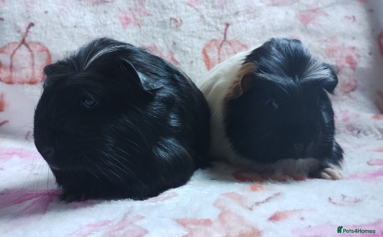 Guinea Pig rodents - Advert 5