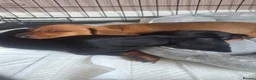 Dachshund dogs for sale: 2 gorgeous dachshund pups for sale - Advert 12