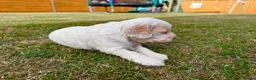 Cockapoo dogs for sale: Beautiful Cockapoo Babies 🐾🐾🐾 - Advert 26