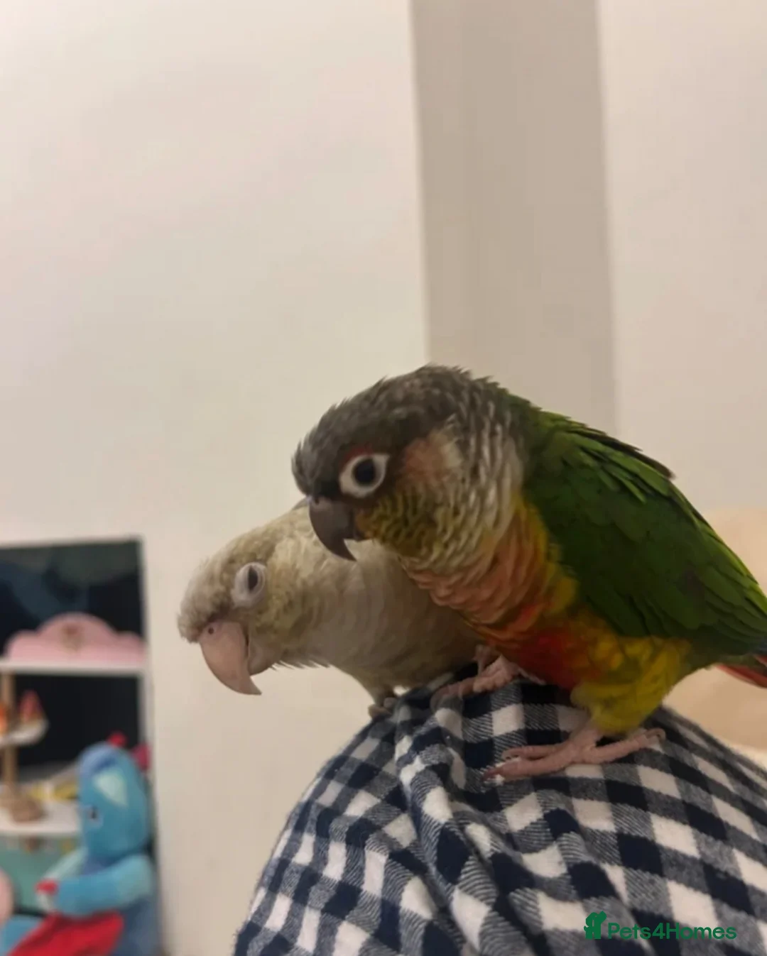 Conures birds for sale: Silly tame cinnamon conure in South Croydon - Advert 2