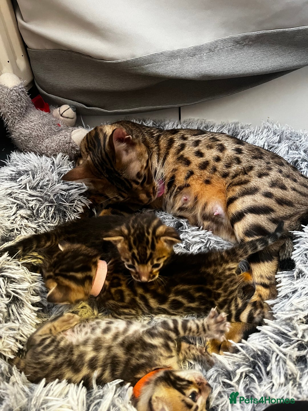 Bengal cats for sale: Beautiful bengal kittens for sale, 2boys available - Advert 5