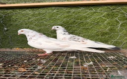 Pigeons birds for sale: Pigeons for sale - Image 33