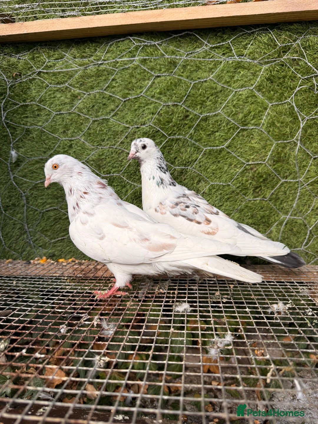 Pigeons birds for sale: Pigeons for sale - Image 33
