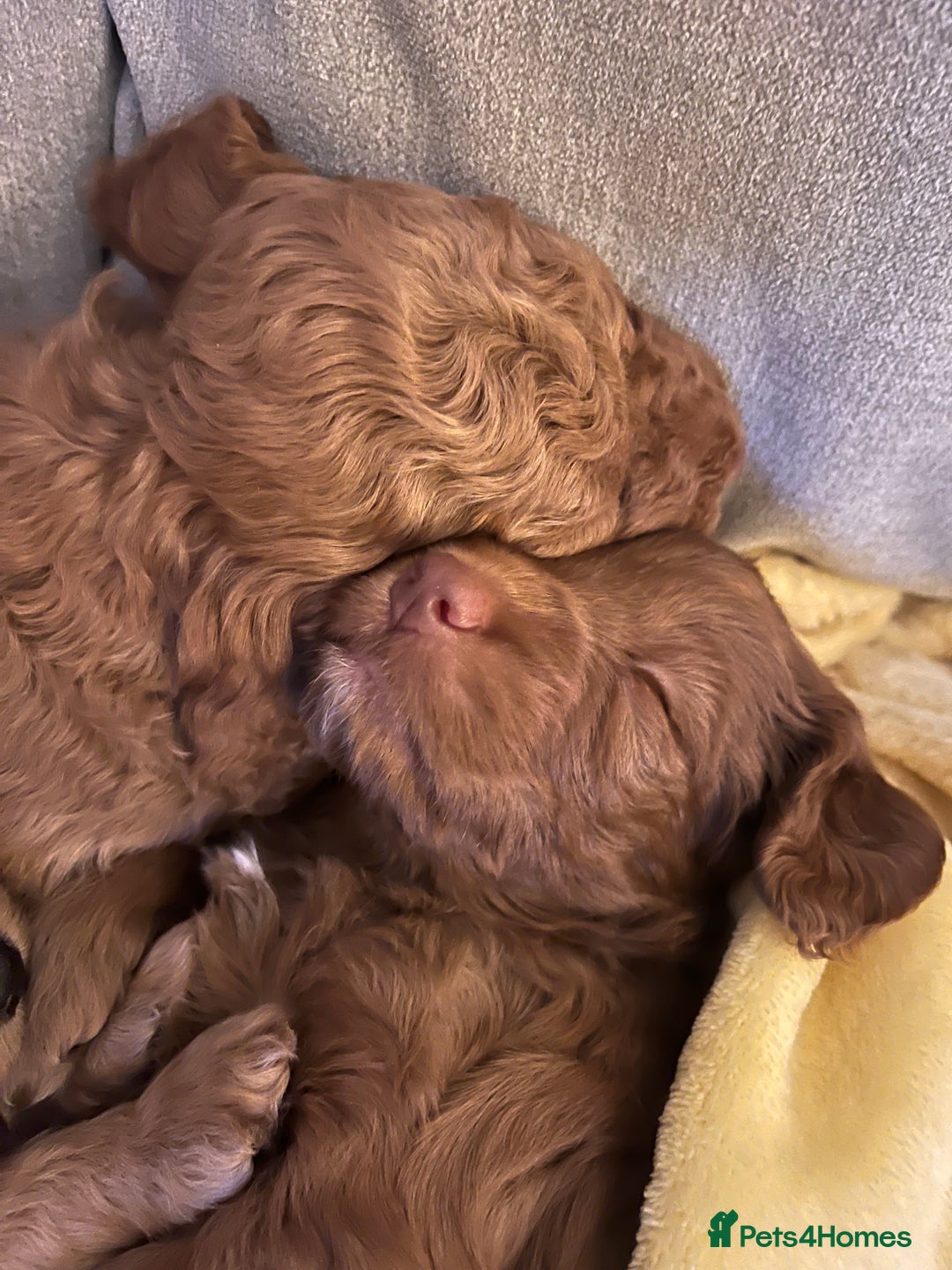 Cockapoo dogs for sale: Beautiful F2 Cockapoos - 5 boys left  - Advert 17