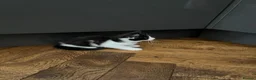 Mixed Breed cats for sale: 3 girl kittens for sale  - Advert 4