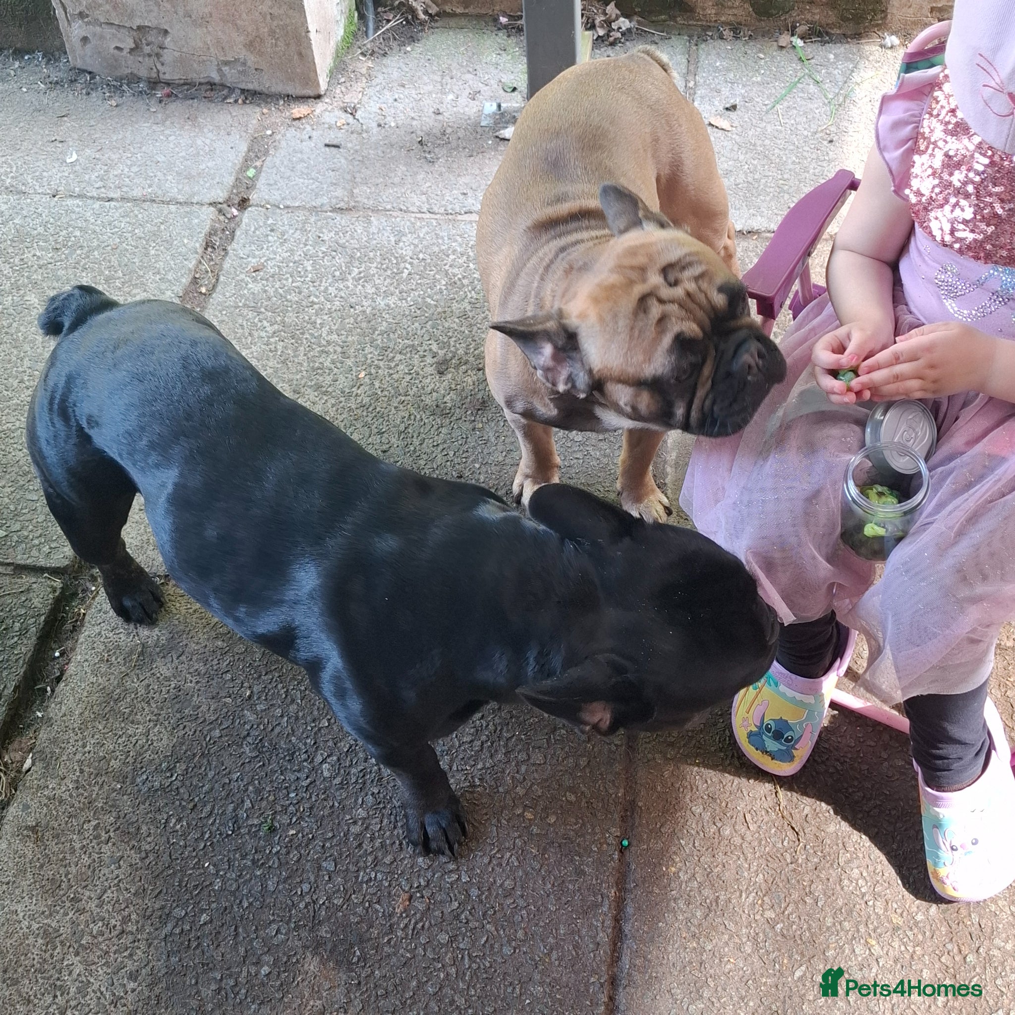 French Bulldog dogs Two male French Bulldogs, 2 years old. - Advert 1