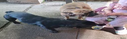 French Bulldog dogs for sale: Two male French Bulldogs, 2 years old. in Runcorn - Advert 1