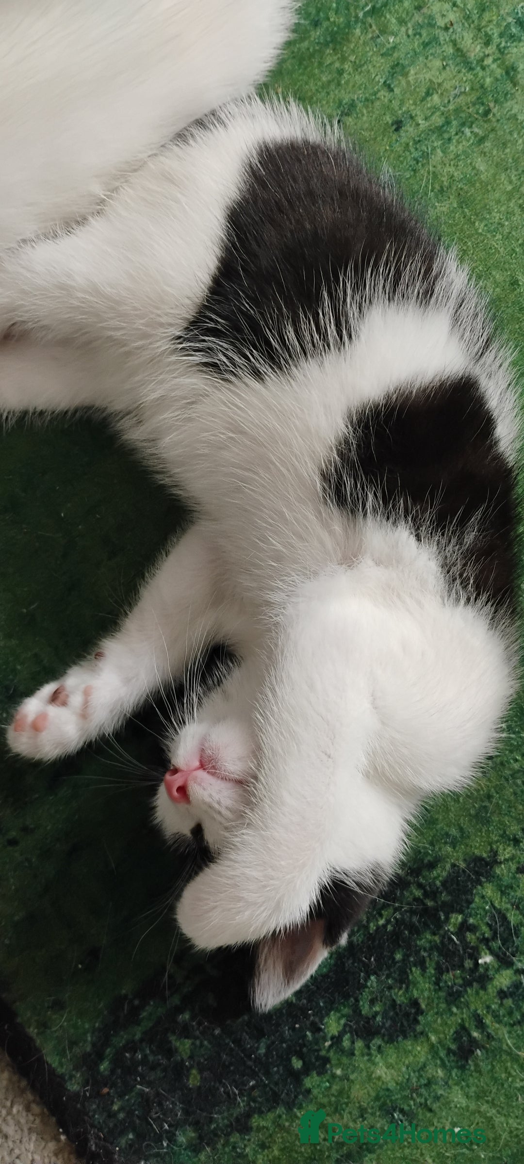 Mixed Breed cats for sale: 5 lovely kittens - Image 5