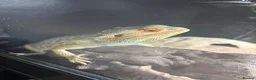 Bearded Dragon reptiles for sale: Bearded dragon and full set up  - Advert 1
