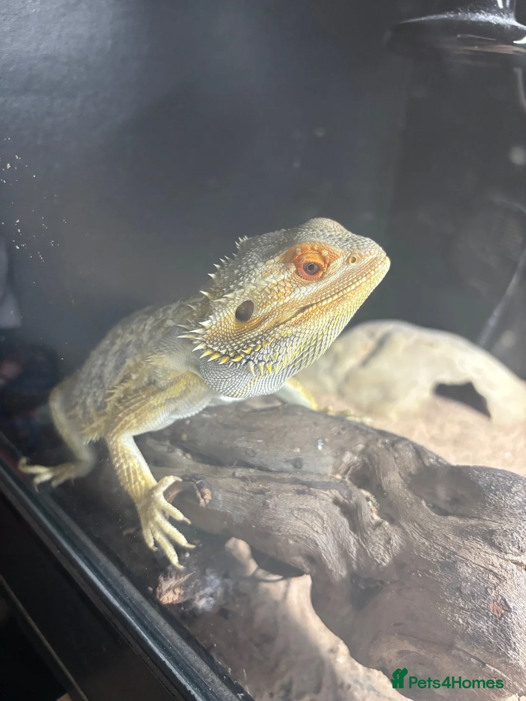 Bearded Dragon reptiles for sale: Bearded dragon and full set up  - Advert 1