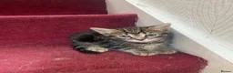 Mixed Breed cats for sale: Beautiful kittens ready now - Advert 8