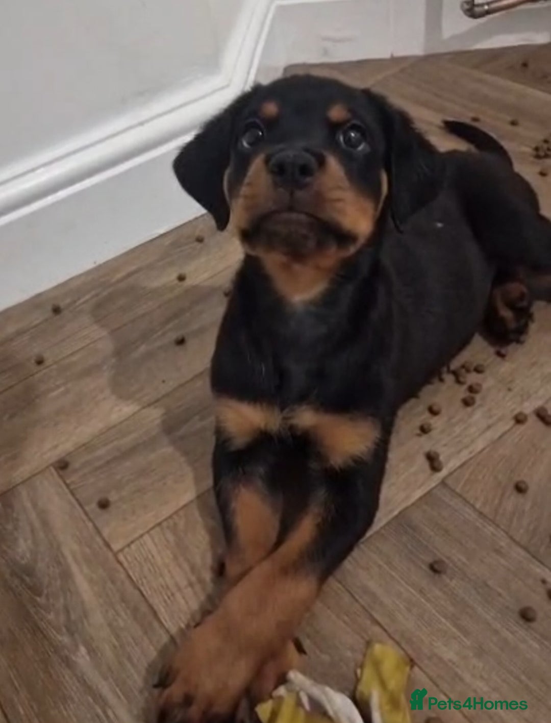 Rottweiler dogs for sale: Quality KC Rottweilers - Advert 9