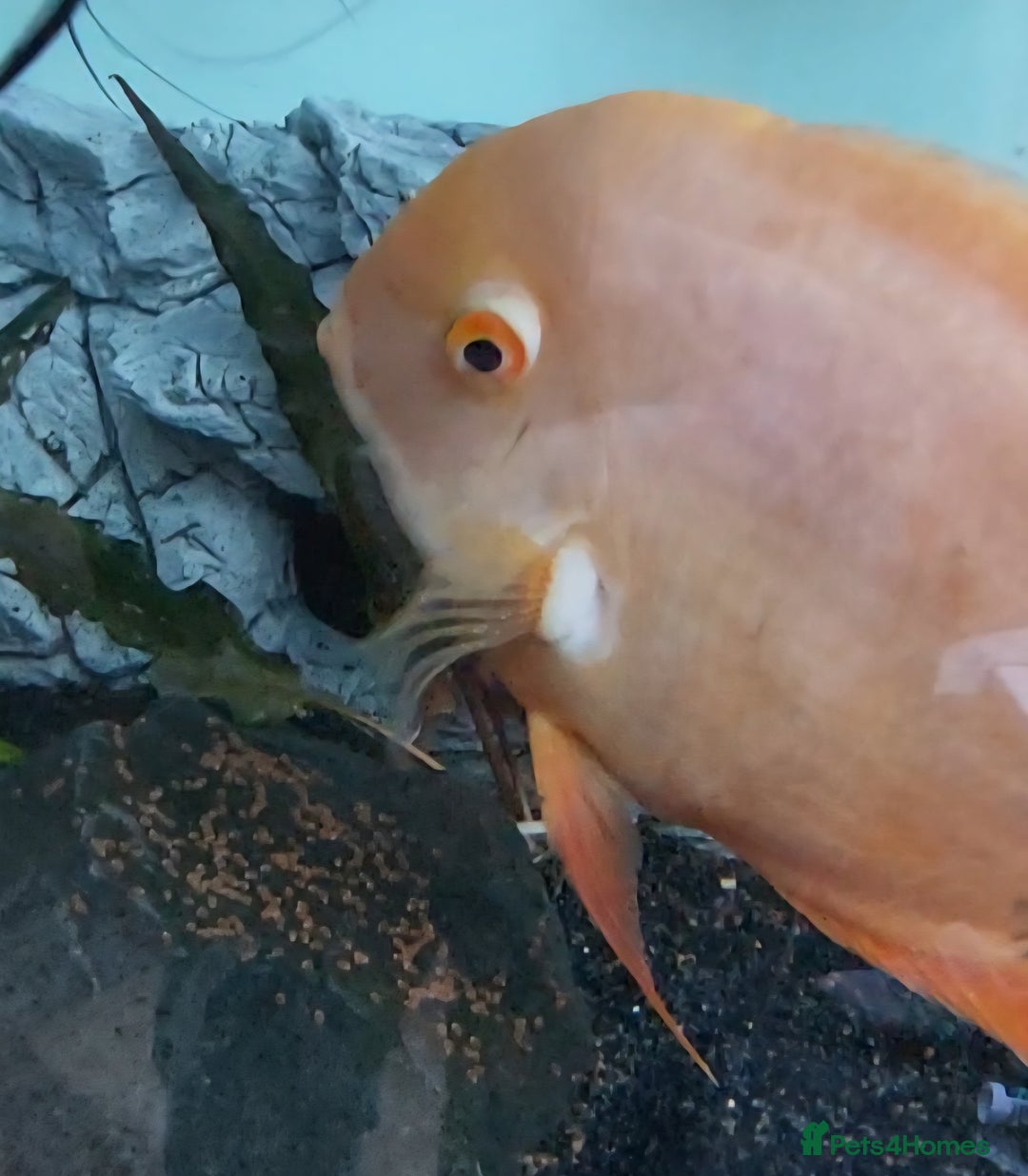 Cichlids fish for sale: 3 severum fish - Advert 2