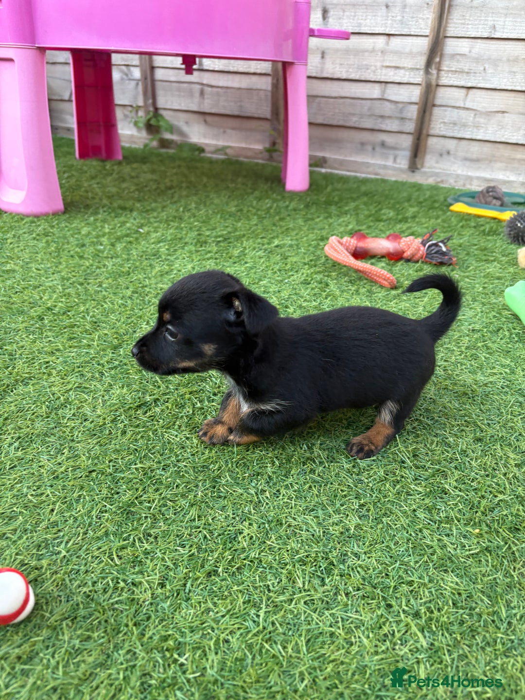 Mixed Breed dogs for sale: Yorkshire terrier x jack Russel *READY NEXT WEEK* - Image 22