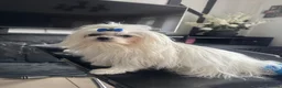 Maltese dogs for stud: 🐾Beautiful pure bread boy for stud 🐾 - Advert 3
