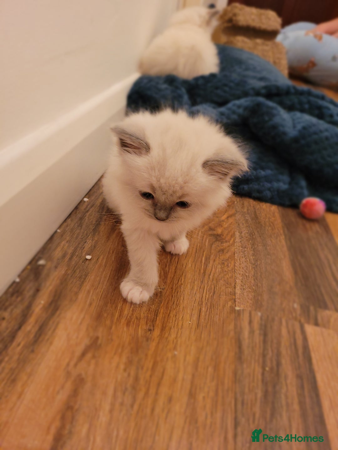 Ragdoll cats for sale: Ragdoll kittens - Advert 3