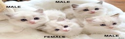 Ragdoll cats for sale: INDOOR FULL PEDIGREE RAGDOLL KITTENS - Advert 4
