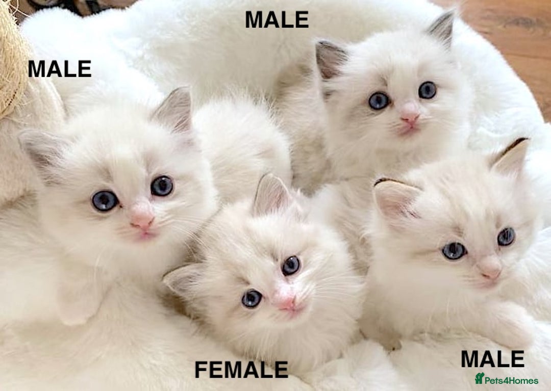 Ragdoll cats for sale: INDOOR FULL PEDIGREE RAGDOLL KITTENS - Advert 4