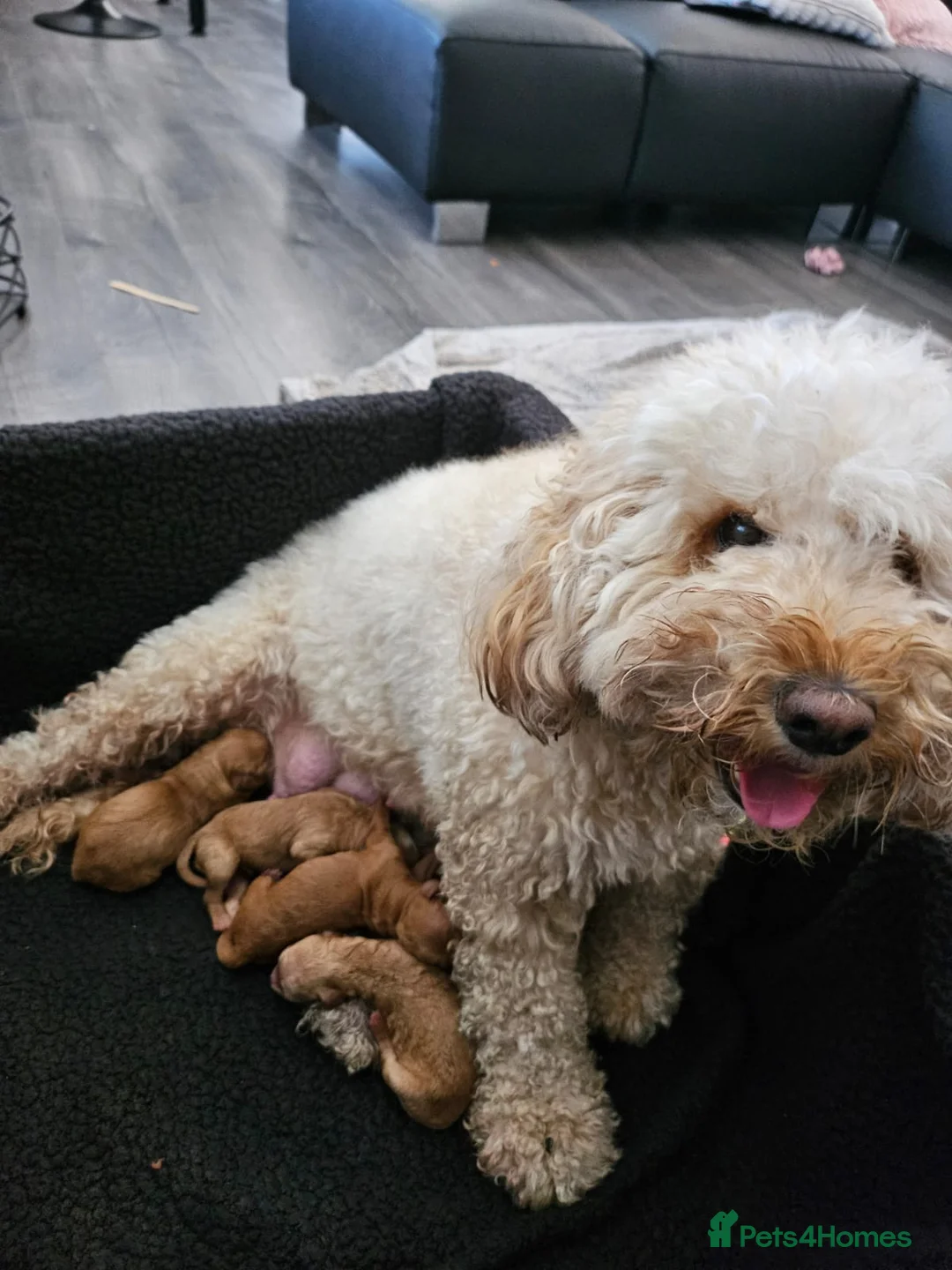 Cockapoo dogs for stud: 100% Proven F1 Fox Red Cockapoo, Stud only in Kirkcaldy - Advert 20