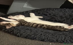 Turkish Angora cats for sale: Turkish angora kittens  - Image 2