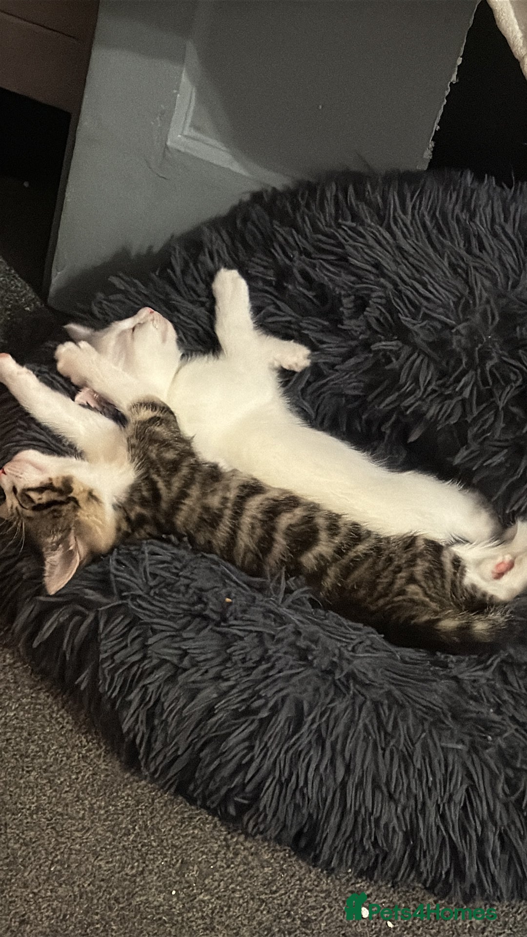 Turkish Angora cats for sale: Turkish angora kittens  - Image 2