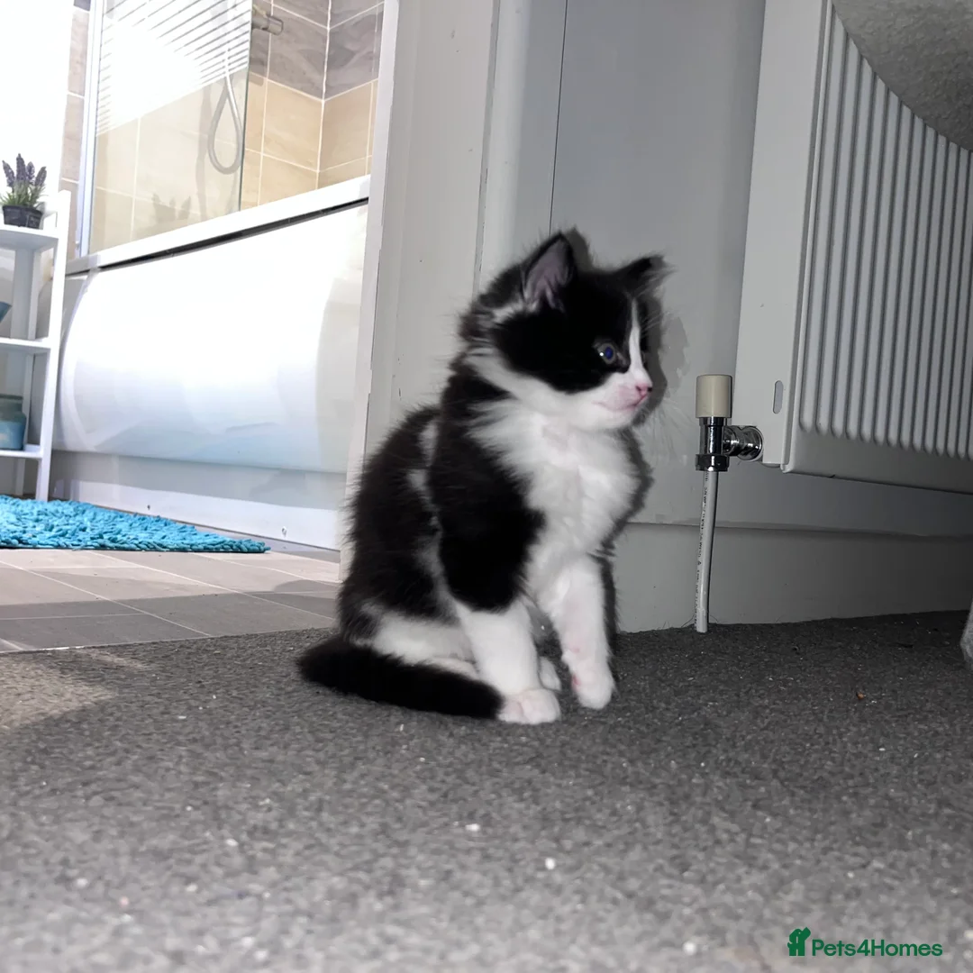 Mixed Breed cats for sale: Heart-Melting Kittens Ready for Forever Homes - Advert 4