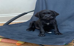 Mixed Breed dogs for sale: German wire haired pointer cross puppies - Image 17
