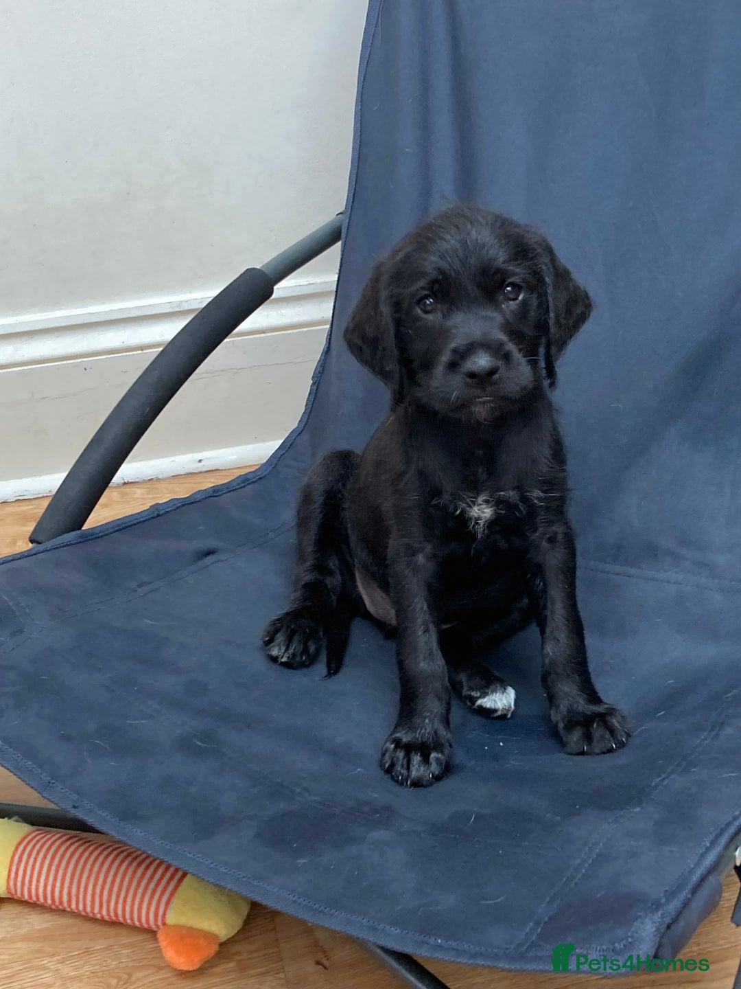 Mixed Breed dogs for sale: German wire haired pointer cross puppies - Image 17