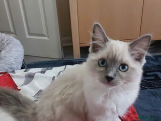 Ragdoll cats Adorable purebred original Ragdoll boy. 🐱 - Advert 16