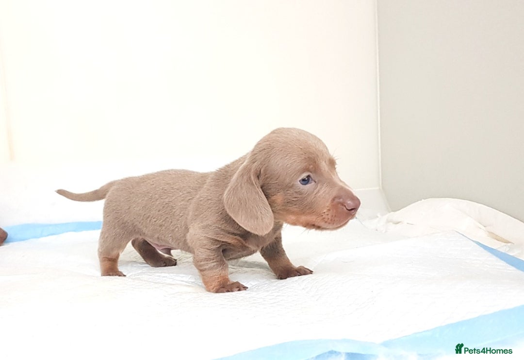 Dachshund dogs for sale: ISABELLA DAPPLE FEMALES AVAILABLE  - Image 10
