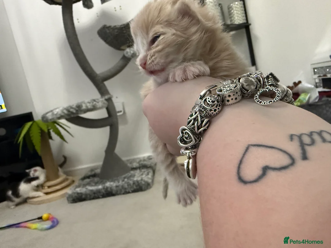 Maine Coon cats for sale: Polydactyl Maine Coon Kittens.  - Advert 2