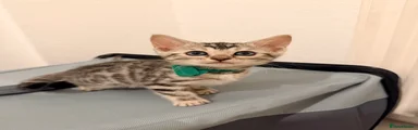 Bengal 1