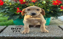 Labrador Retriever dogs for sale: Kc registered Labrador Retrievers - Image 21